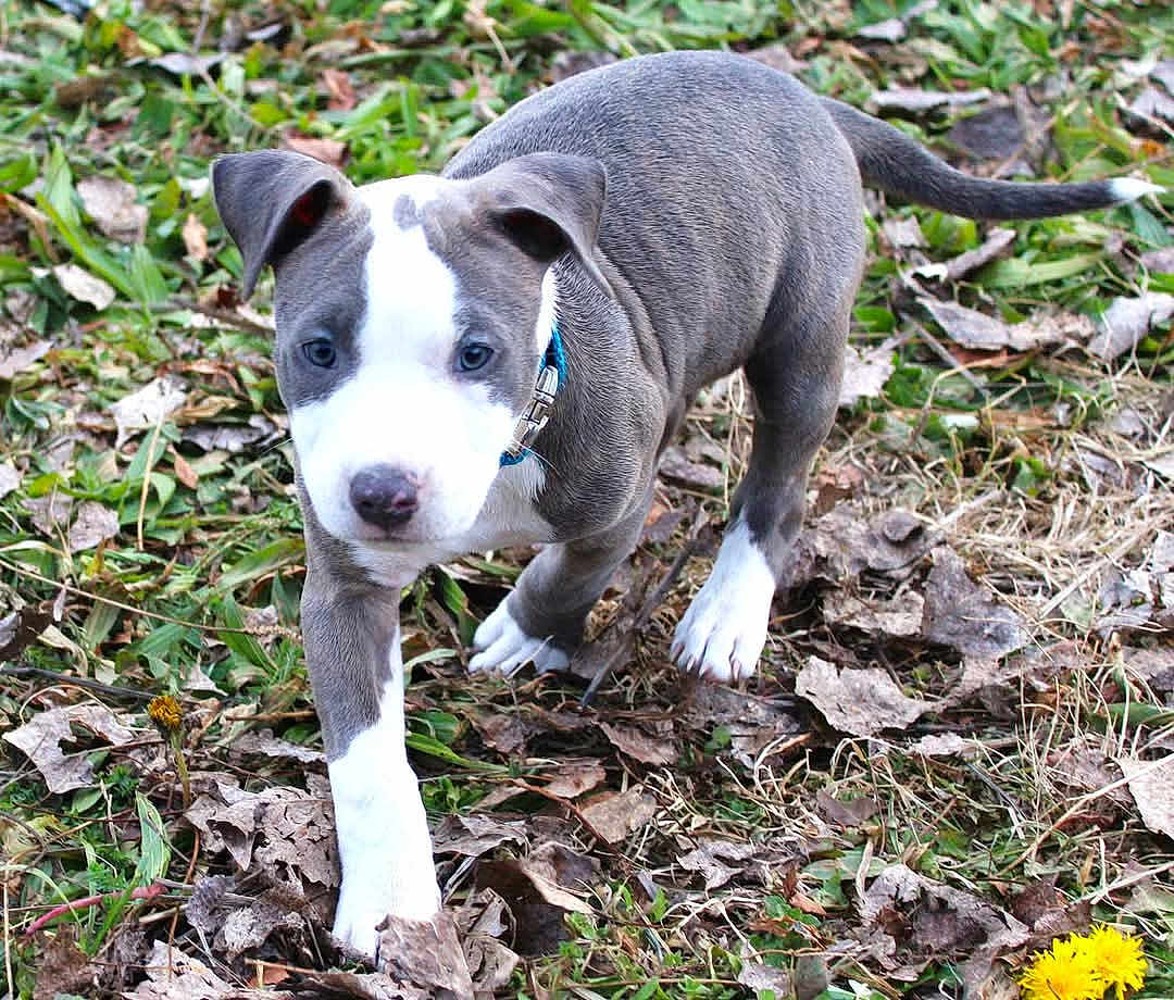 Meiko participe au concours pour gagner de l'argent avec cette photo : puppy, dog, pitbull, young, collar, grass, leaves, outdoor, animal, pet, nature, walking, curious, brown, white, closeup, mammal, cute, small, playful