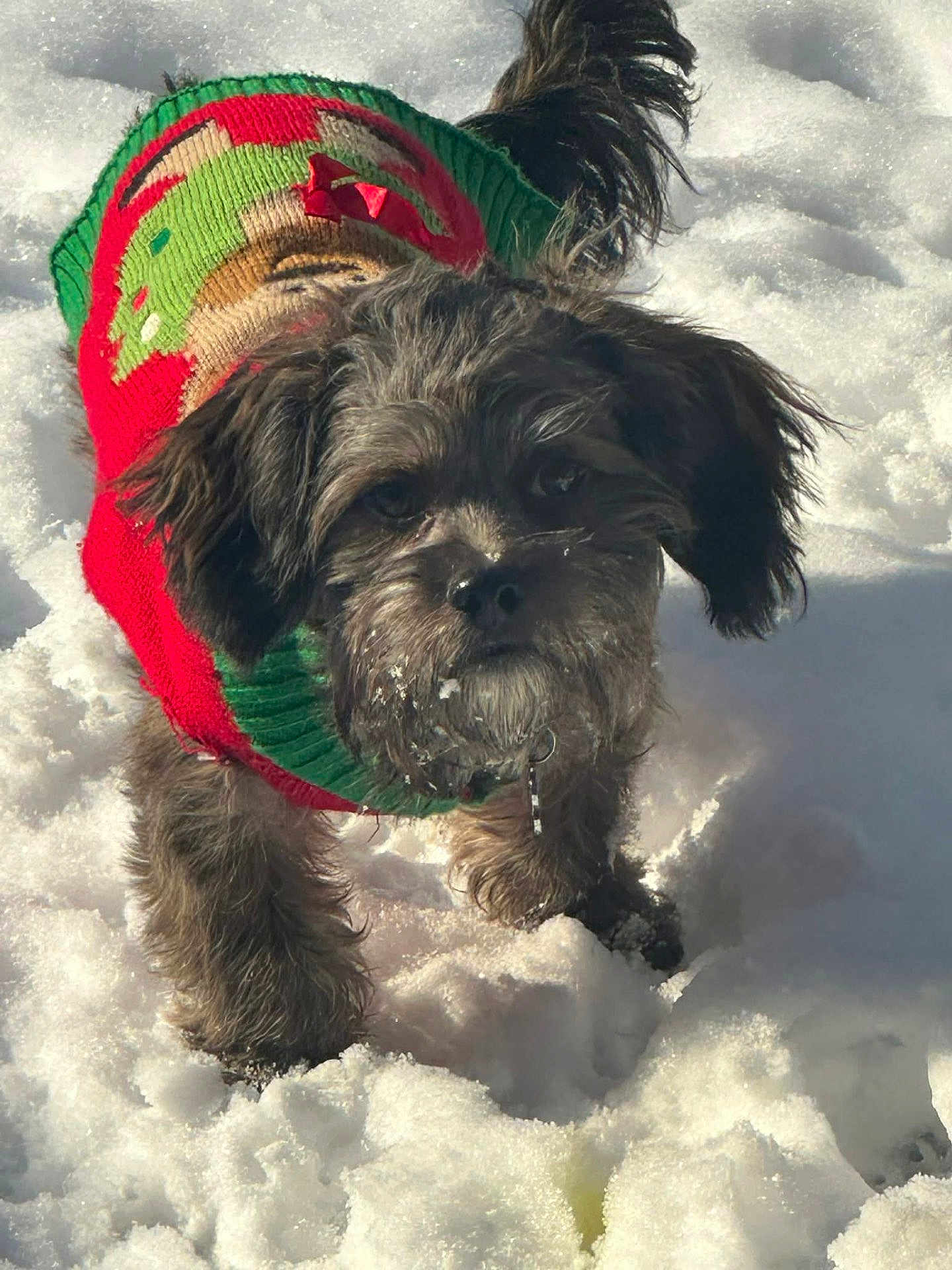 Archer joined the competition — help win amazing prizes! dog, snow, winter, outdoor, pet, animal, fur, cute, small_dog, sweater, festive, cold, playful, walking, adorable, nature, daylight, holiday, canine, fluffy