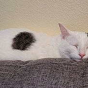 Karma is registered to the contest to win money with this photo: cat, sleeping, white_cat, spot, couch, gray_fabric, indoor, pet, resting, cozy, feline, relaxed, animal, fur, pink_nose, ears, closeup, texture, wall, home