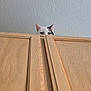 Karma joined the competition — help win amazing prizes! cat, peeking, cabinet, wood, curious, ears, eyes, indoor, wall, feline, hiding, home, furniture, light, quiet, still, animal, pet, playful, texture