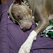 Diesel is registered to the contest to win money with this photo: dog, sleeping, paw, blanket, indoor, resting, brown, white_paw, canine, pet, collar, fur, relaxing, bed, cozy, animal, napping, closeup, domestic, quiet