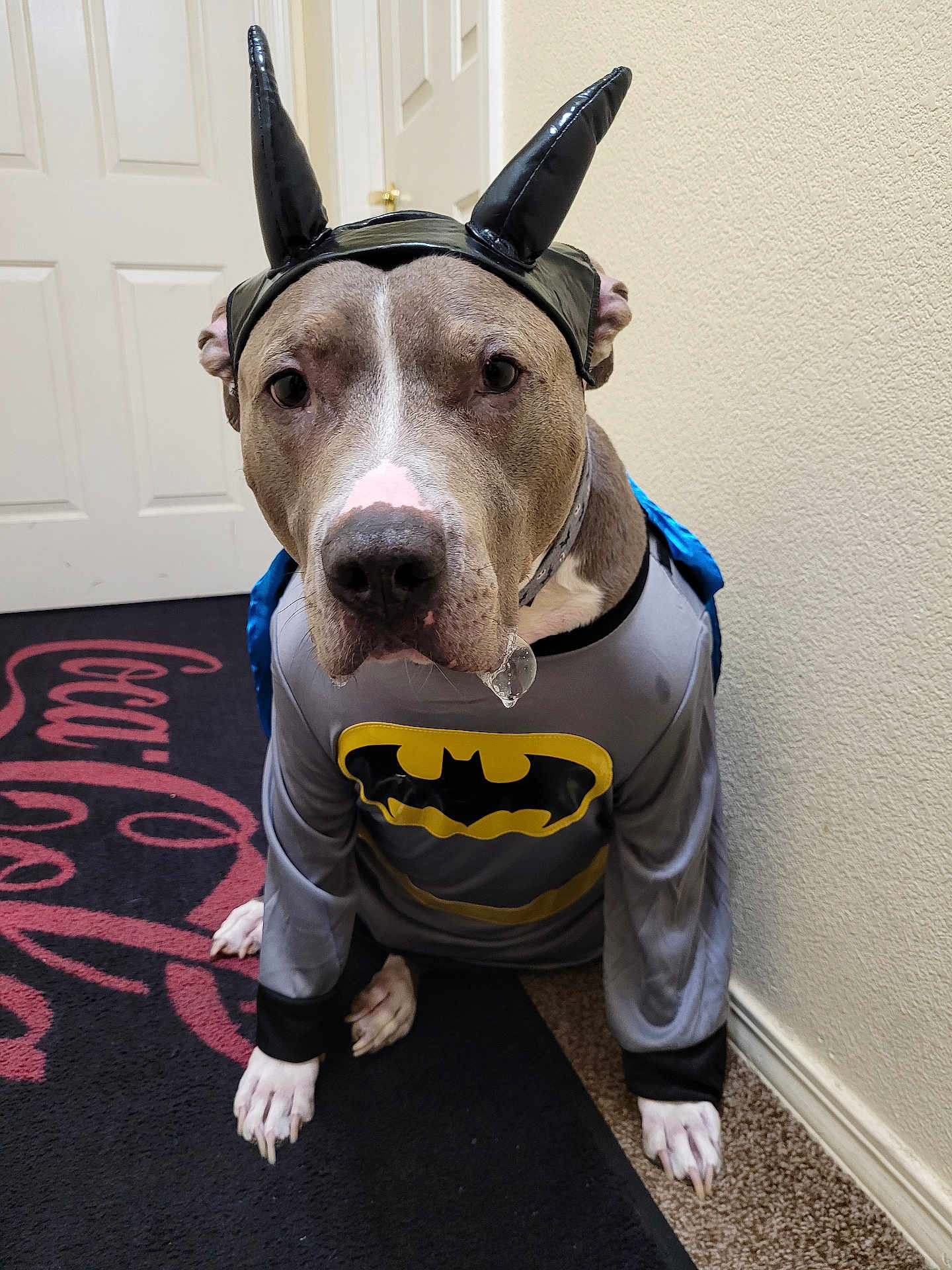 Diesel is registered to the contest to win money with this photo: dog, costume, batman, cape, ears, drool, indoor, carpet, coca_cola, wall, door, pet, animal, brown, white_paws, sitting, cute, funny, portrait, superhero
