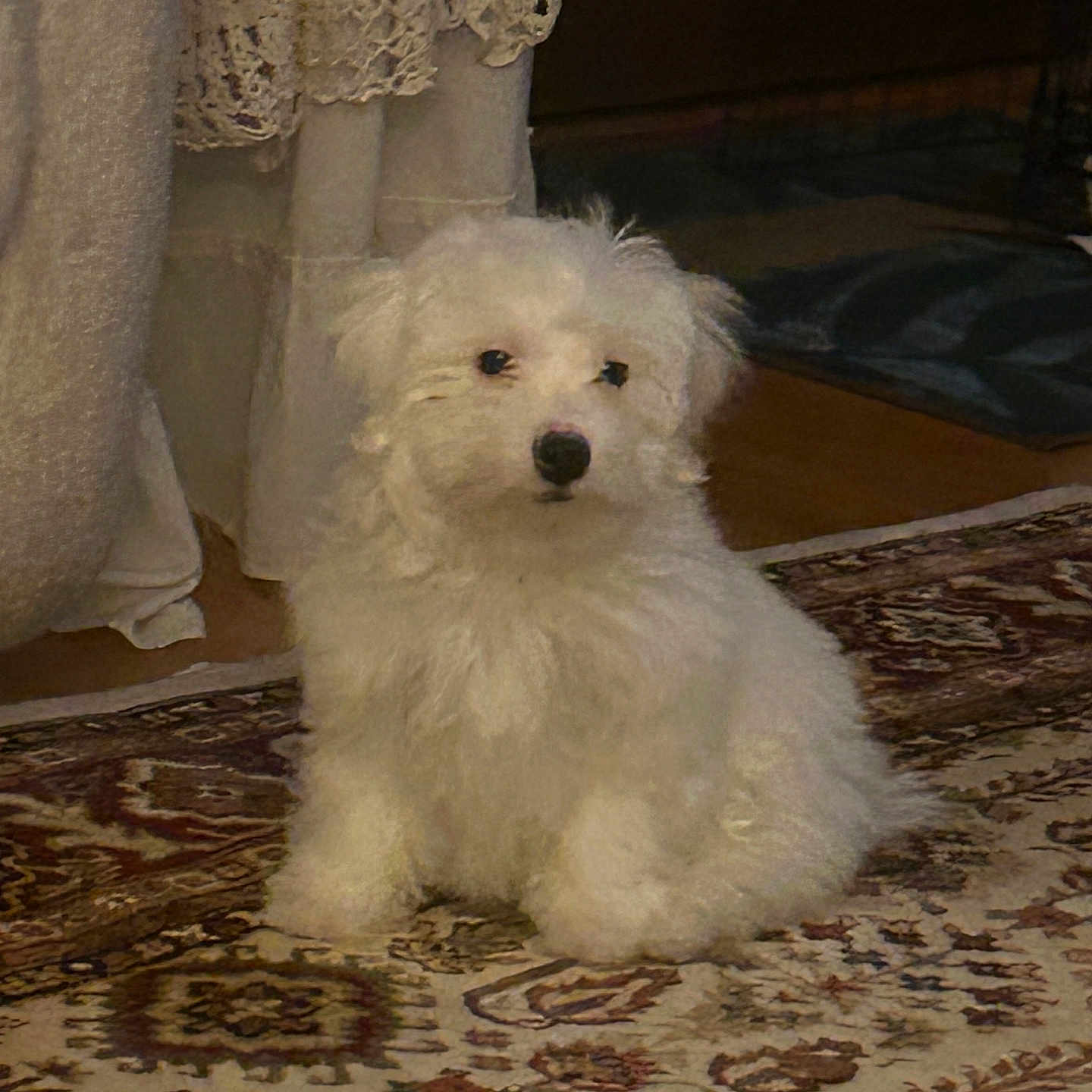 Moosy joined the competition — help win amazing prizes! dog, puppy, white_fur, fluffy, carpet, indoor, curtains, patterned_rug, pet, animal, sitting, cute, small_dog, home, cozy, fur, domestic_animal, calm, portrait, floor