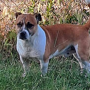 Alpha participe au concours pour gagner de l'argent avec cette photo : dog, brown, white, grass, yard, fence, plants, outdoor, pet, animal, canine, alert, standing, nature, daylight, fur, tail, ears, muzzle, snout