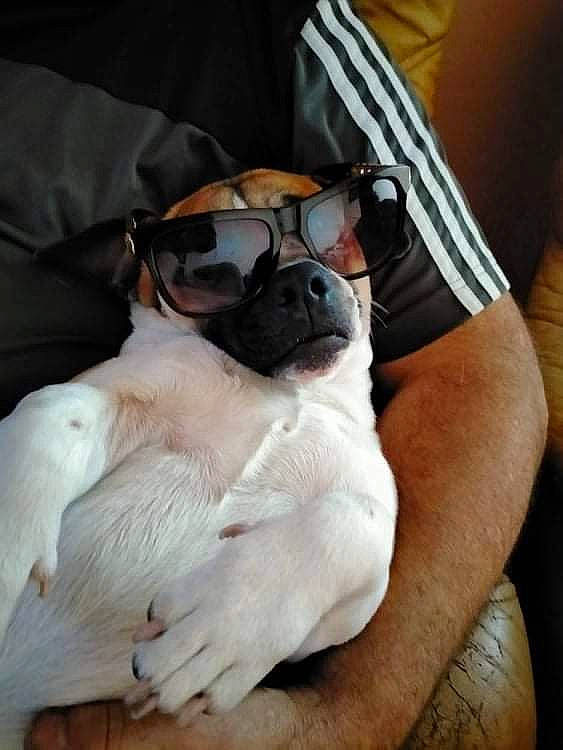 Alffa participe au concours pour gagner de l'argent avec cette photo : bulldog, canidae, carnivore, comfort, companion_dog, dog, dog_breed, elbow, eyewear, fawn, fur, linens, pug, sitting, sleeve, snout, sporting_group, toy_dog, working_animal, wrinkle