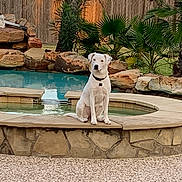 Lexi joined the competition — help win amazing prizes! animal, backyard, collar, dog, garden, grass, outdoor, palm_trees, patio, pet, pool, portrait, rocks, sitting, stonework, sunlight, swimming_pool, tropical, water, white_dog