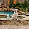 dog, white_dog, pet, animal, sitting, pool, swimming_pool, backyard, outdoor, palm_trees, tropical, rocks, stonework, water, garden, grass, patio, collar, portrait, sunlight