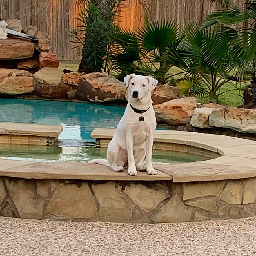 Lexi
