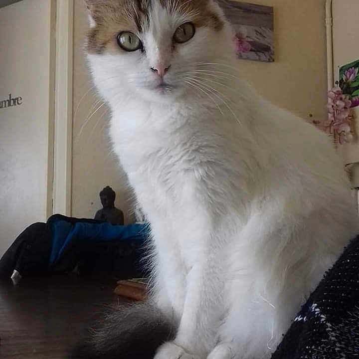 Caline