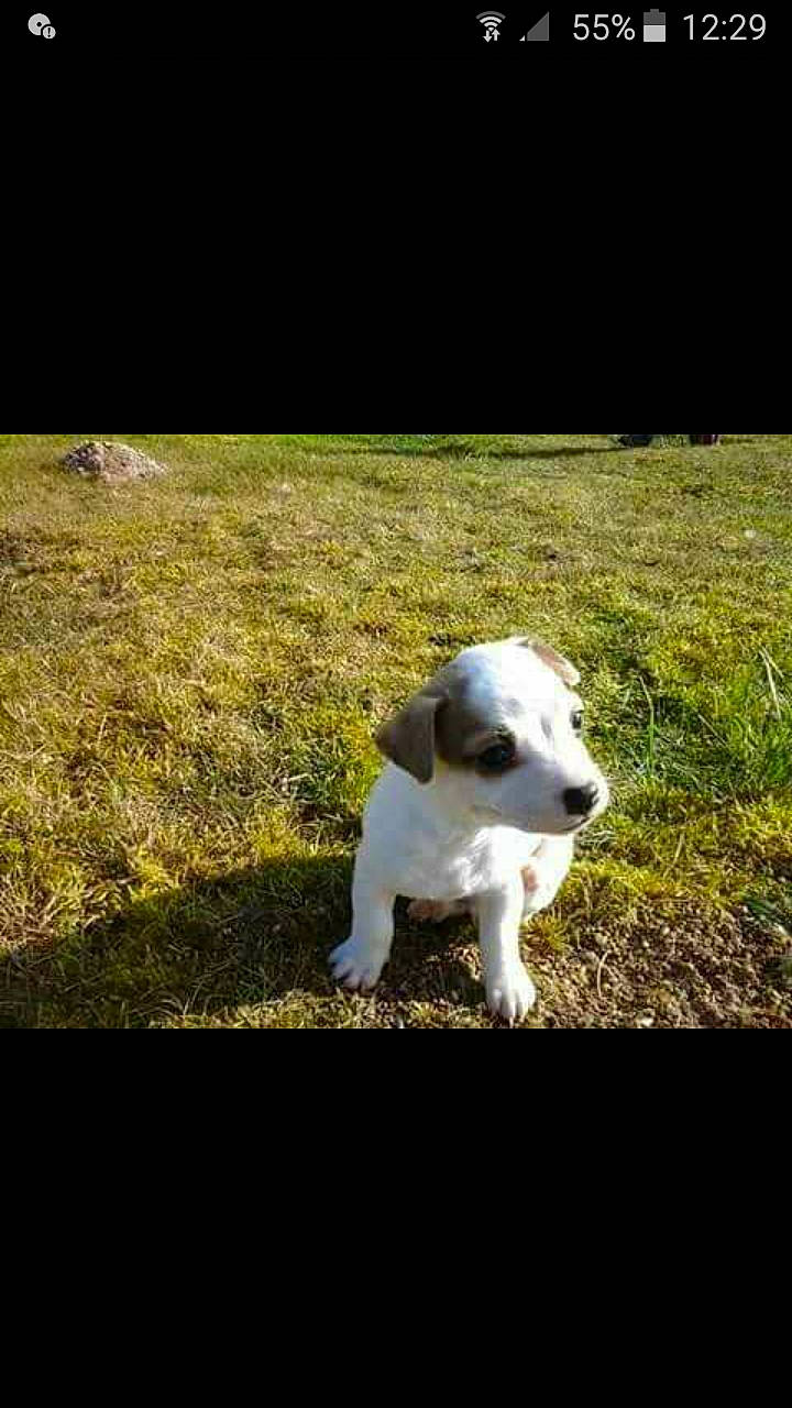 Lasko participe au concours pour gagner de l'argent avec cette photo : canidae, carnivore, companion_dog, dog, dog_breed, fox_terrier, jack_russell_terrier, mammal, non_sporting_group, puppy, rare_breed_dog, sporting_group, vertebrate