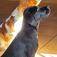 Leia-Sisco participe au concours pour gagner de l'argent avec cette photo : dog, black_dog, brown_and_white_dog, sitting, tile_floor, sunlight, indoor, portrait, pet, animal, looking_up, curious, canine, companion, furry, domestic, floor, wall, texture, bright