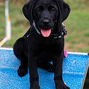 Leia participe au concours pour gagner de l'argent avec cette photo : black_labrador, puppy, dog, tongue_out, collar, blue_platform, outdoor, grass, blurred_background, pet, animal, young_dog, sitting, playful, cute, canine, fur, ears, nose, happy
