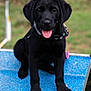black_labrador, puppy, dog, tongue_out, collar, blue_platform, outdoor, grass, blurred_background, pet, animal, young_dog, sitting, playful, cute, canine, fur, ears, nose, happy