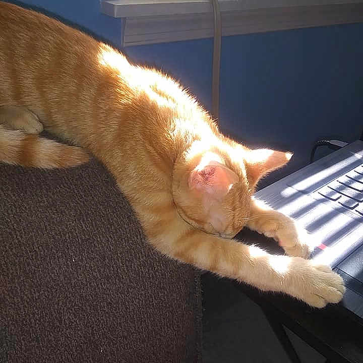 Simba