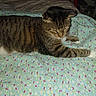 Bootsie joined the competition — help win amazing prizes! cat, tabby_cat, sleeping, lying_down, bed, bedroom, quilt, blanket, floral_pattern, brown_fur, striped_fur, white_paw, whiskers, closed_eyes, relaxed, cozy, indoor, pet, domestic_animal, photograph