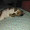 Bootsie joined the competition — help win amazing prizes! cat, tabby_cat, white_fur, striped_fur, sleeping, lying_down, bed, bedspread, bedroom, indoor, relaxed, pet, animal, whiskers, ears, paws, glowing_eyes, floral_pattern, furniture, low_light
