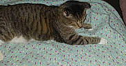 Bootsie joined the competition — help win amazing prizes! cat, tabby_cat, pet, animal, lying_down, bed, quilt, blanket, bedroom, home, indoor, striped_fur, brown_fur, white_paws, green_eyes, relaxed, sleepy, stretching, cozy, cluttered