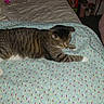animal, bed, bedroom, blanket, brown_fur, cat, cluttered, cozy, green_eyes, home, indoor, lying_down, pet, quilt, relaxed, sleepy, stretching, striped_fur, tabby_cat, white_paws