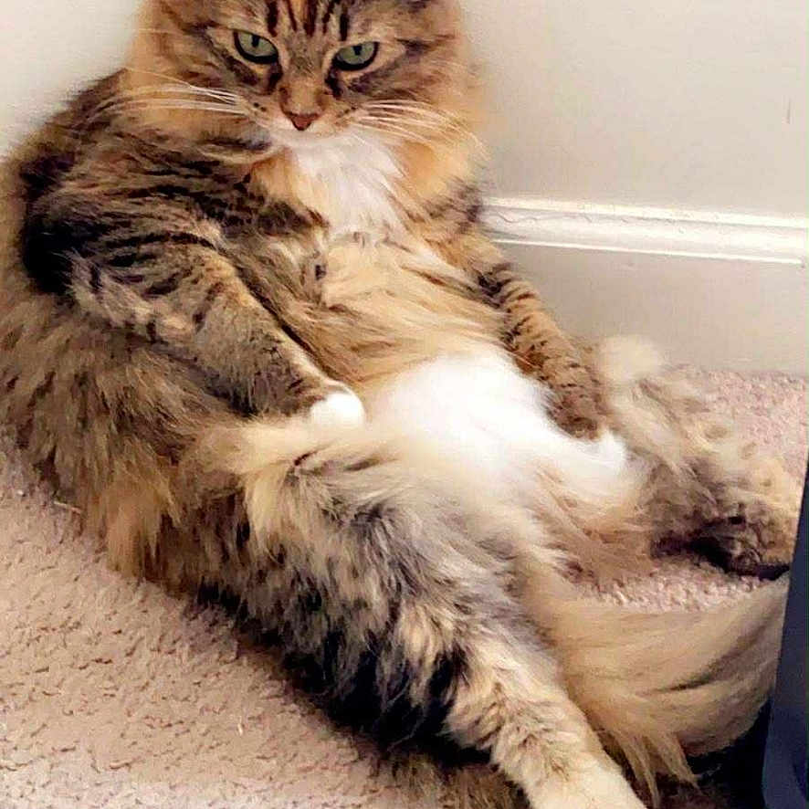 Jazzie is registered to the contest to win money with this photo: animal, carpet, cat, cute, domestic, feline, fluffy, fur, household, indoor, mammal, paws, pet, relaxed, resting, sitting, tabby, tail, wall, whiskers