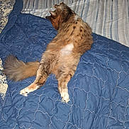 Jazzie is registered to the contest to win money with this photo: animal, bed, blanket, cat, comfort, cozy, domestic_animal, feline, fluffy, fur, home, indoor, paws, pet, quilt, relaxed, resting, sleeping, striped_sheets, tail