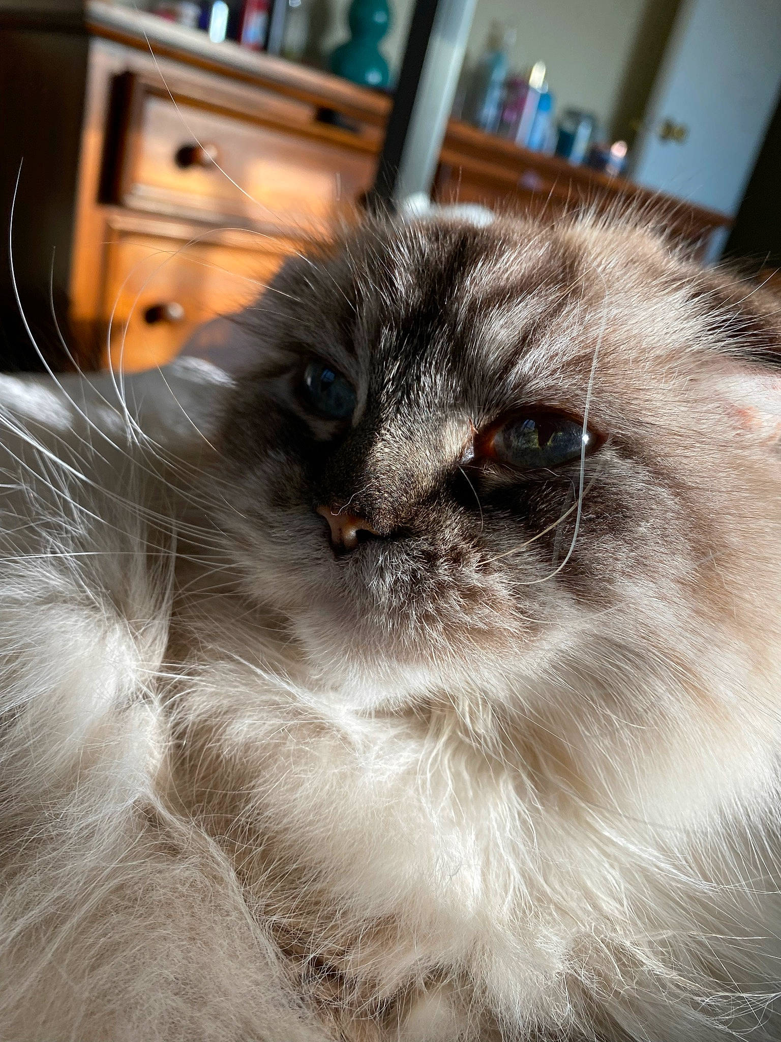 Dizzy is registered to the contest to win money with this photo: birman, british_longhair, cabinetry, carnivore, cat, domestic_short_haired_cat, drawer, fawn, felidae, fur, photography, small_to_medium_sized_cats, terrestrial_animal, whiskers, window