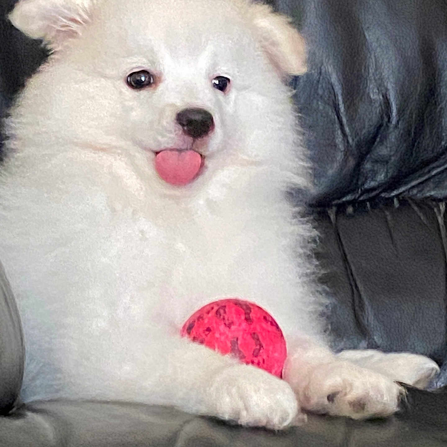 Thor joined the competition — help win amazing prizes! animal, ball, bodypart, canine, couch, cushion, dog, eskimodog, football, furniture, homedecor, mouth, pet, puppy, soccer, soccerball, sport, tennis, tennisball, whitedog