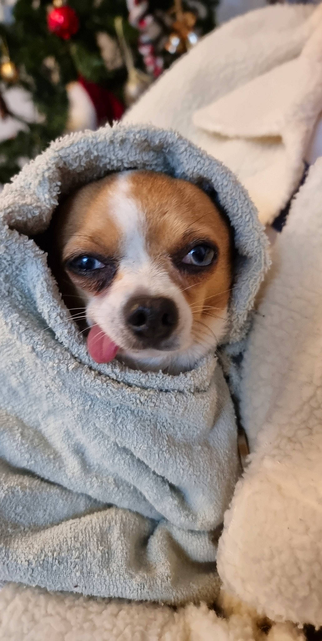 Elvis is registered to the contest to win money with this photo: canidae, carnivore, companion_dog, corgi_chihuahua, dog, dog_breed, dog_supply, eyewear, fawn, fur, puppy, snout, sporting_group, sunglasses, terrestrial_animal, toy_dog, whiskers