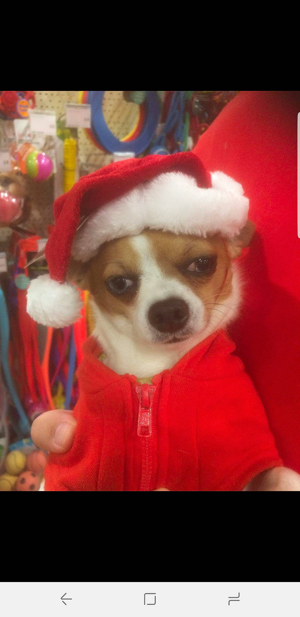 Elvis joined the competition — help win amazing prizes! carnivore, christmas, christmas_decoration, christmas_eve, christmas_ornament, companion_dog, costume_hat, dog, dog_breed, dog_clothes, dog_supply, event, fawn, fedora, fur, fur_clothing, hat, holiday, holiday_ornament, santa_claus