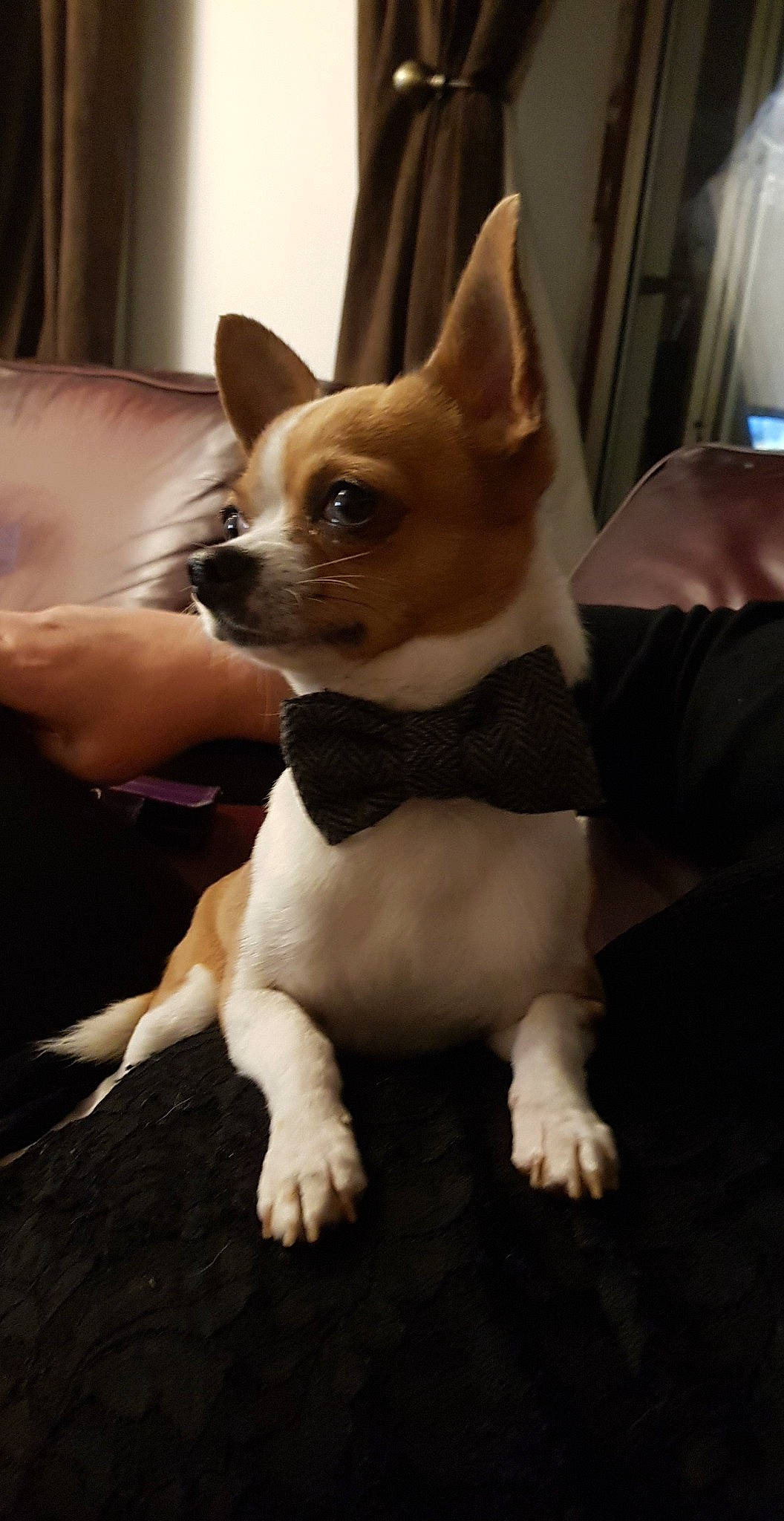 Elvis joined the competition — help win amazing prizes! boston_terrier, canidae, carnivore, chihuahua, companion_dog, dog, dog_breed, ear, eye, fawn, flooring, fur, puppy, snout, sporting_group, tail, terrestrial_animal, toy_dog, whiskers, working_animal