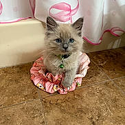 Cody is registered to the contest to win money with this photo: kitten, cat, blue_eyes, fluffy, scrunchie, pink, floor, tile, curtain, indoor, pet, collar, bell, cute, small, animal, fur, sitting, looking, domestic