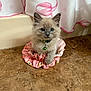 kitten, cat, blue_eyes, fluffy, scrunchie, pink, floor, tile, curtain, indoor, pet, collar, bell, cute, small, animal, fur, sitting, looking, domestic