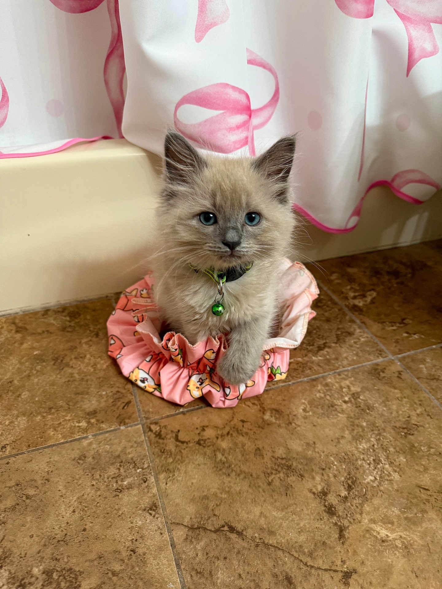 Cody is registered to the contest to win money with this photo: kitten, cat, blue_eyes, fluffy, scrunchie, pink, floor, tile, curtain, indoor, pet, collar, bell, cute, small, animal, fur, sitting, looking, domestic