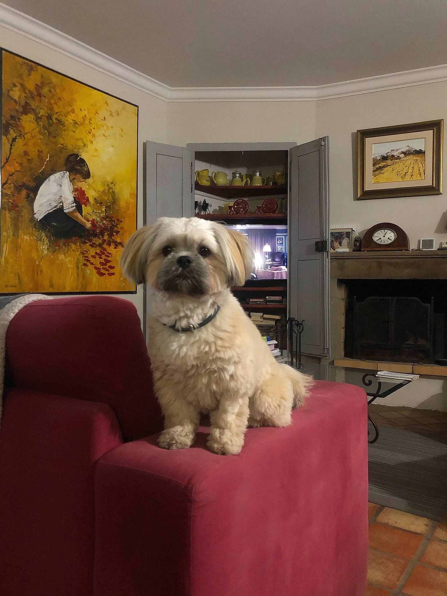 Rosalie a rejoint le concours — aidez-le/la à gagner de superbes lots ! carnivore, chair, comfort, companion_dog, couch, dog, dog_breed, fawn, floor, flooring, fur, furniture, hardwood, house, living_room, picture_frame, small_terrier, snout, terrier, toy_dog