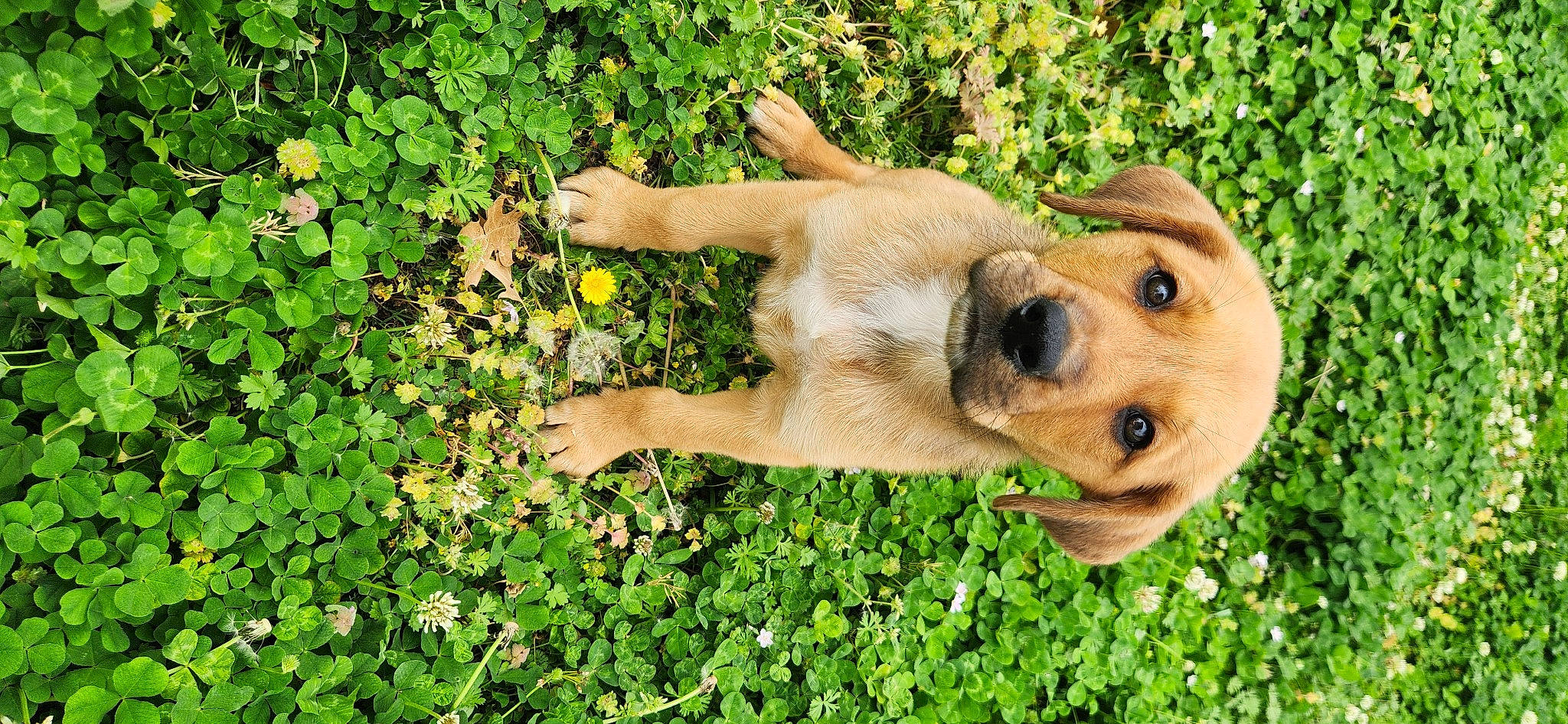 Lucki is registered to the contest to win money with this photo: canidae, carnivore, companion_dog, dog, dog_breed, fawn, grass, groundcover, happy, hound, people_in_nature, plant, puggle, snout, sporting_group, street_dog, terrestrial_animal, whiskers, wildlife, working_animal
