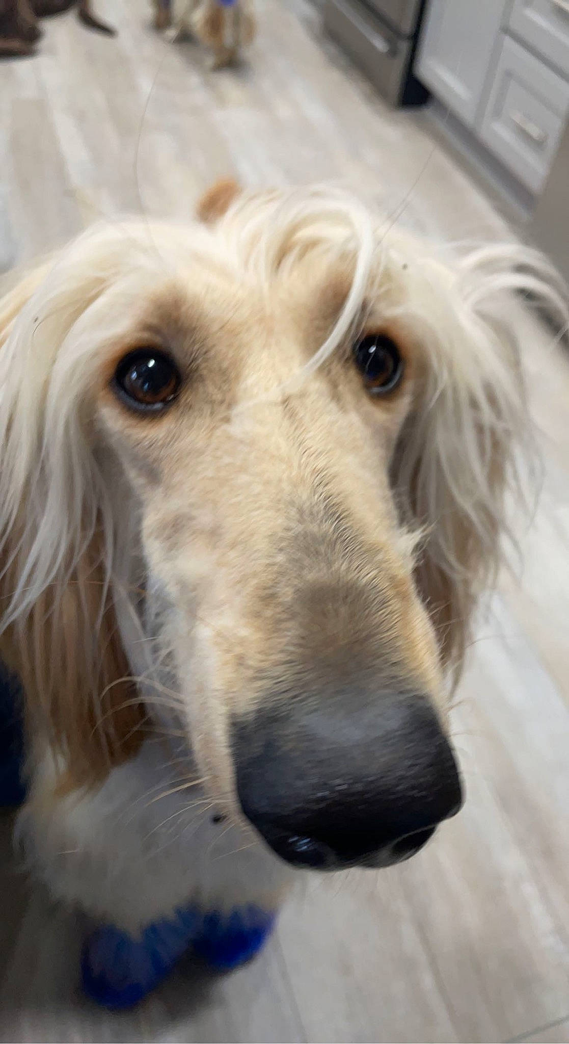 Simon is registered to the contest to win money with this photo: canidae, carnivore, close_up, companion_dog, dog, dog_breed, ear, eye, fur, gun_dog, hair, head, liver, pet_supply, saluki, snout, sporting_group, terrestrial_animal, whiskers, working_animal