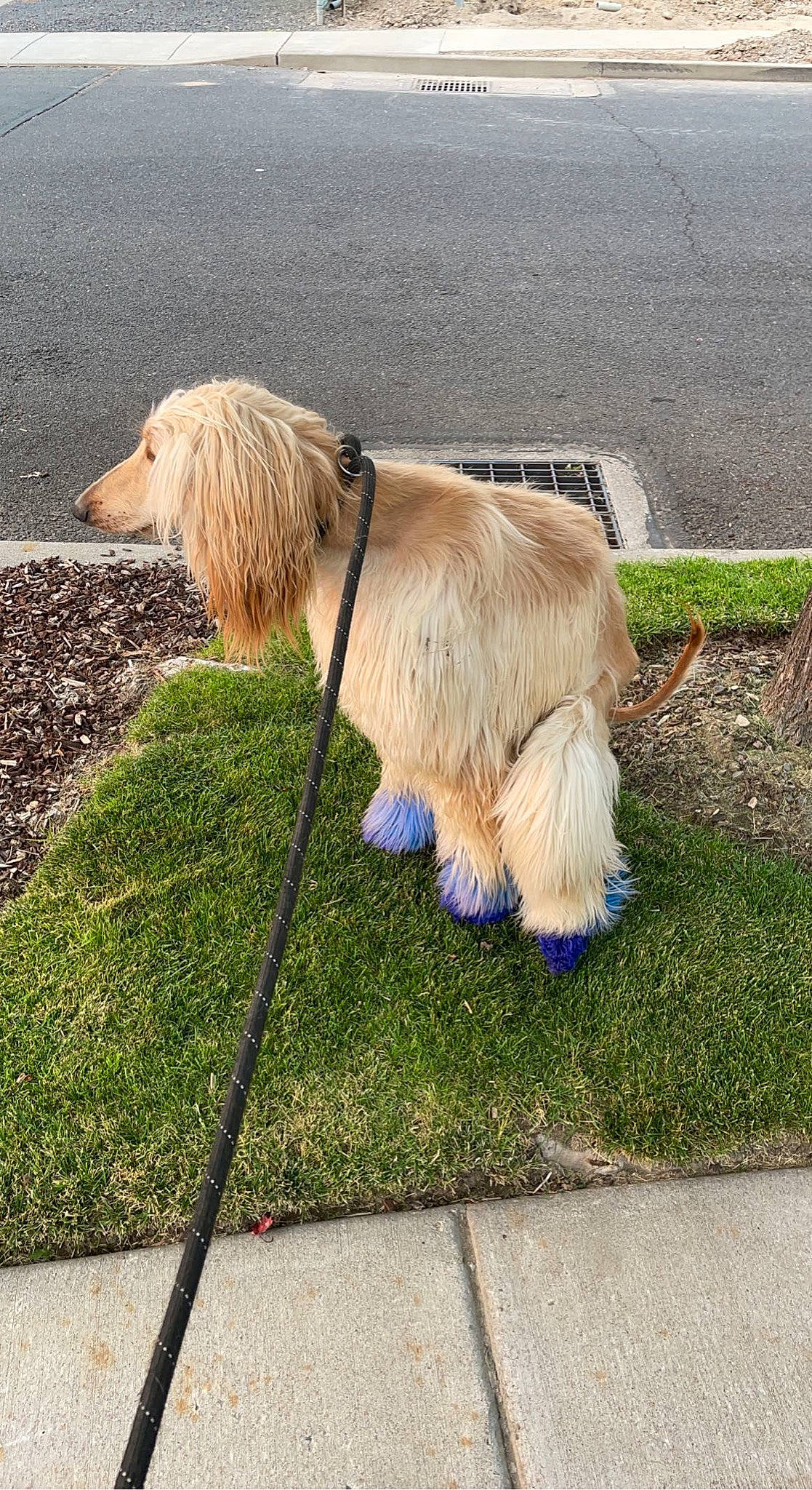 Simon is registered to the contest to win money with this photo: carnivore, collar, companion_dog, dog, dog_breed, dog_sports, dog_supply, electric_blue, fur, grass, leash, plant, road_surface, sidewalk, sporting_group, tail, terrier, wing, working_animal, working_dog