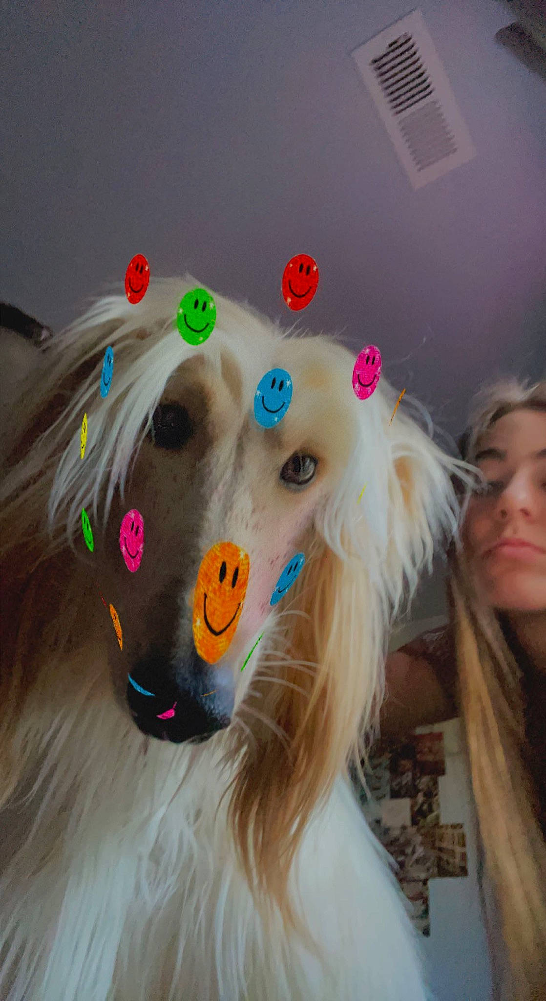 Simon is registered to the contest to win money with this photo: canidae, carnivore, companion_dog, costume, costume_accessory, costume_hat, dog_breed, fashion_accessory, fawn, fun, fur, hair, hair_accessory, head, party_supply, pet_supply, shetland_sheepdog, snout, sporting_group, working_animal