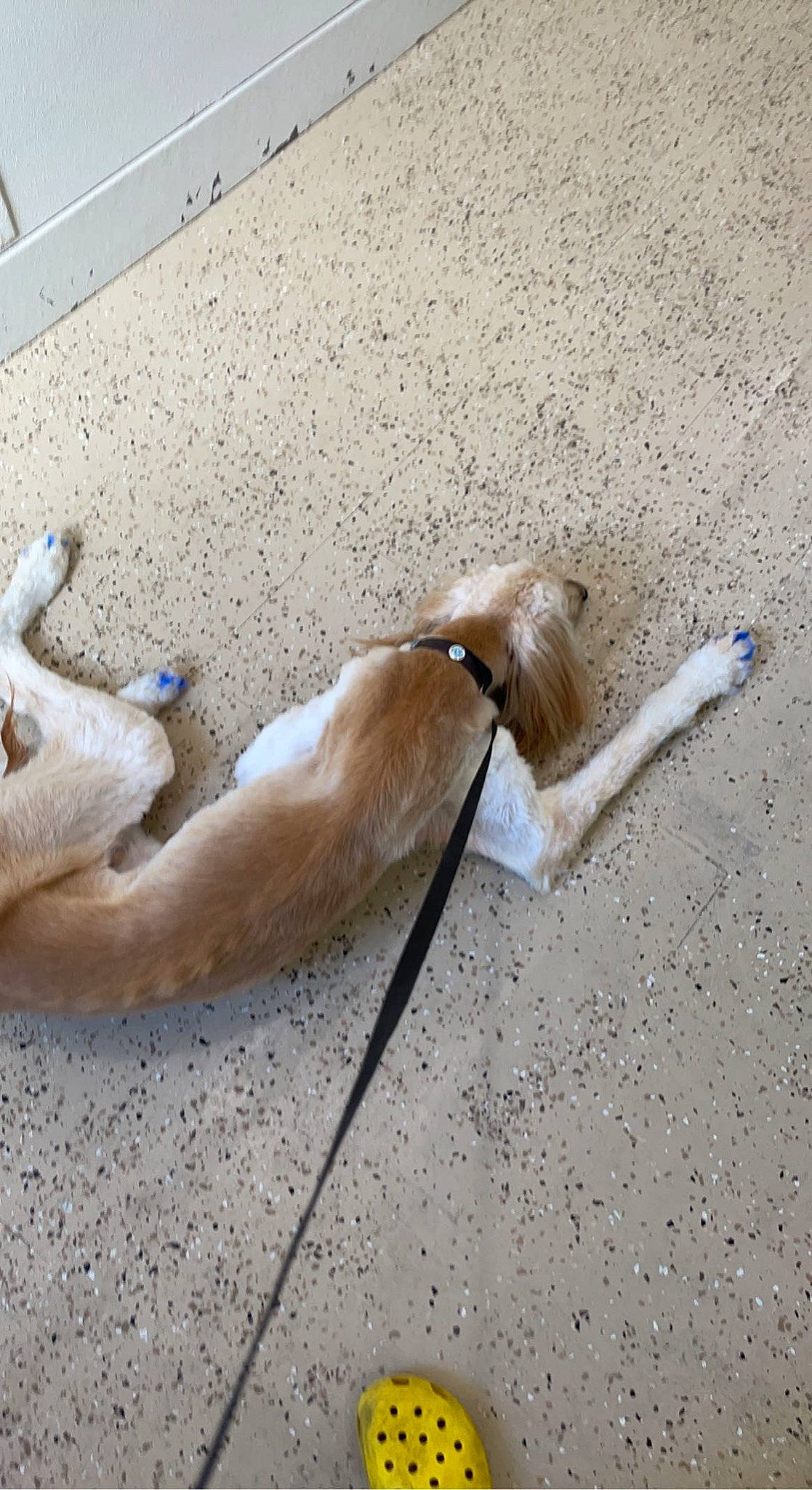 Simon joined the competition — help win amazing prizes! asphalt, carnivore, comfort, companion_dog, concrete, dog, dog_breed, fawn, flooring, foot, hardwood, human_leg, paw, road_surface, shadow, sporting_group, tail, terrestrial_animal, wood