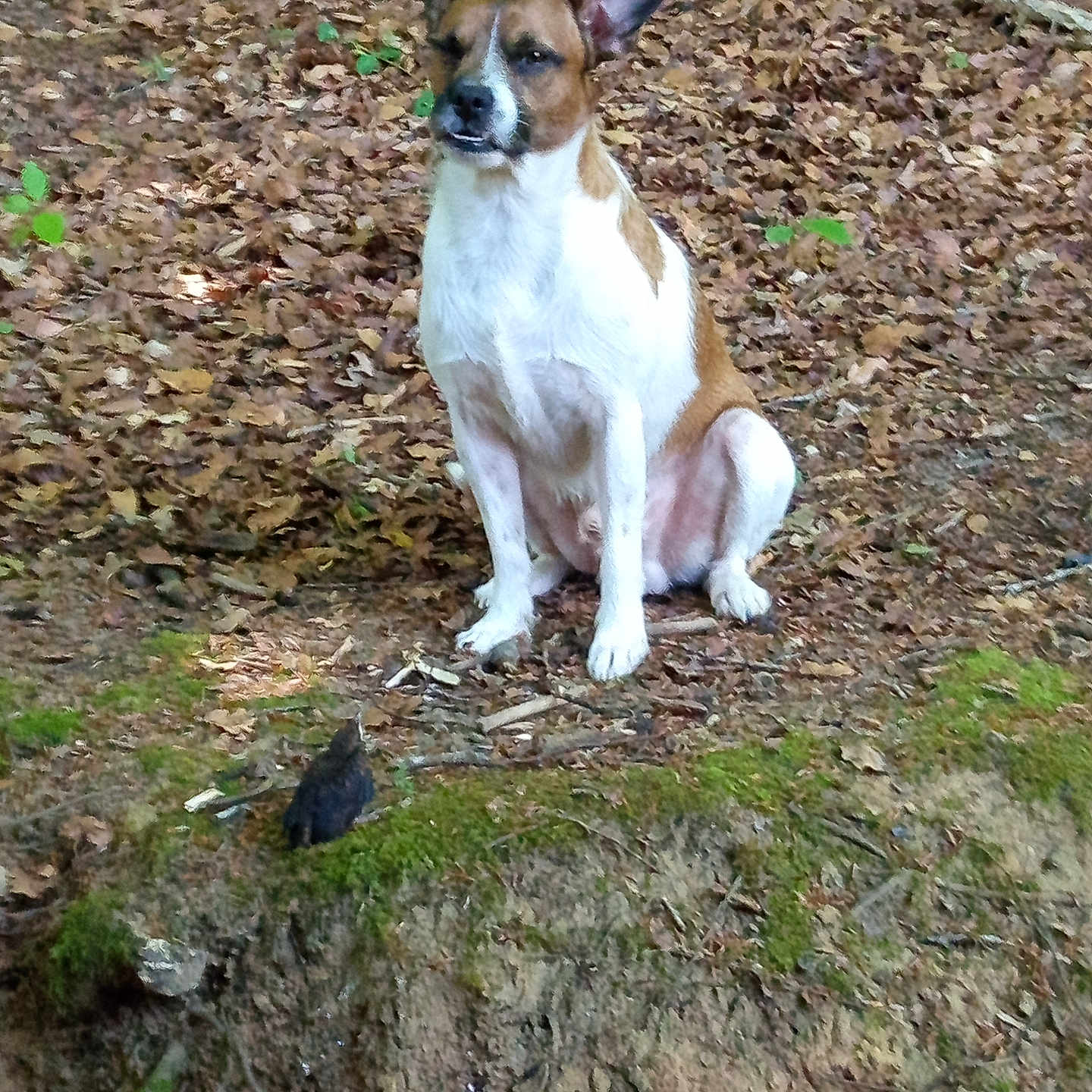 Kiko participe au concours pour gagner de l'argent avec cette photo : animal, bird, brown, curious, dog, ear_up, forest, ground, leaves, moss, mossy_log, nature, outdoor, pet, sitting, small_bird, tree, white, wildlife, woodland