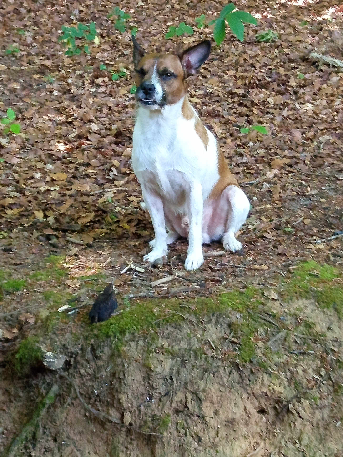 Kiko participe au concours pour gagner de l'argent avec cette photo : dog, forest, leaves, moss, bird, tree, nature, outdoor, animal, pet, brown, white, wildlife, sitting, ear_up, ground, mossy_log, curious, small_bird, woodland