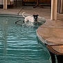 dog, pool, water, patio, outdoor, furniture, table, chair, backyard, pet, animal, black_and_white, curious, relaxing, summer, daytime, concrete, shallow_water, collar, domestic_animal