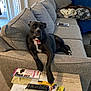 Bullit is registered to the contest to win money with this photo: dog, couch, living_room, remote_control, glasses, table, coupon_booklet, blanket, pillow, window_blinds, carpet, paper, marker, dog_collar, relaxed, indoor, black_dog, pet, furniture, casual