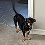 dog, small_dog, black_dog, tan_markings, carpet, doorway, tile_floor, tail_wagging, pet, indoor, curious, playful, collar, canine, standing, looking_at_camera, home, companion, animal, friendly
