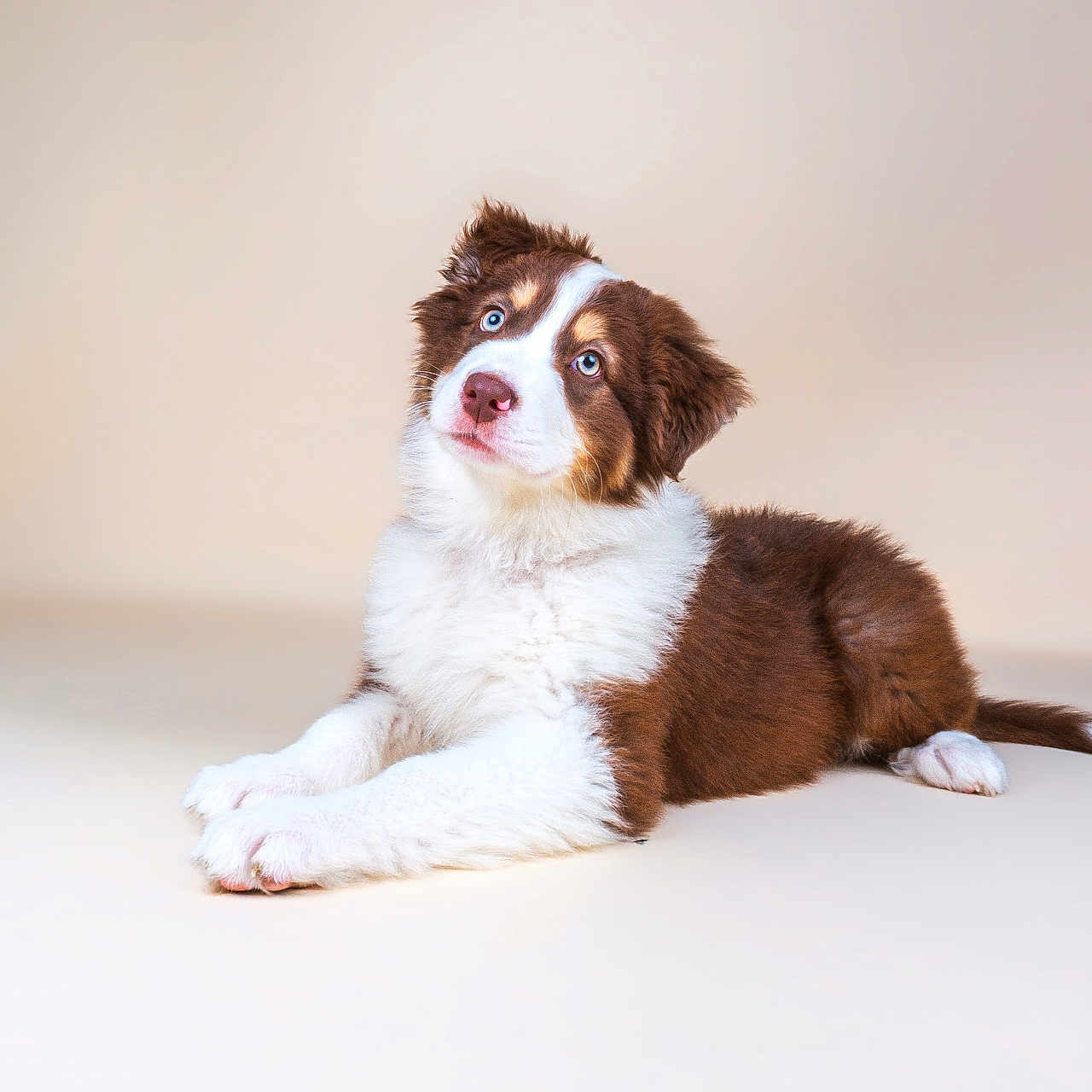Blue a rejoint le concours — aidez-le/la à gagner de superbes lots ! puppy, dog, brown, white, blue_eyes, fluffy, cute, pet, animal, lying_down, head_tilt, studio, neutral_background, young, adorable, fur, domestic_animal, mammal, portrait, indoor
