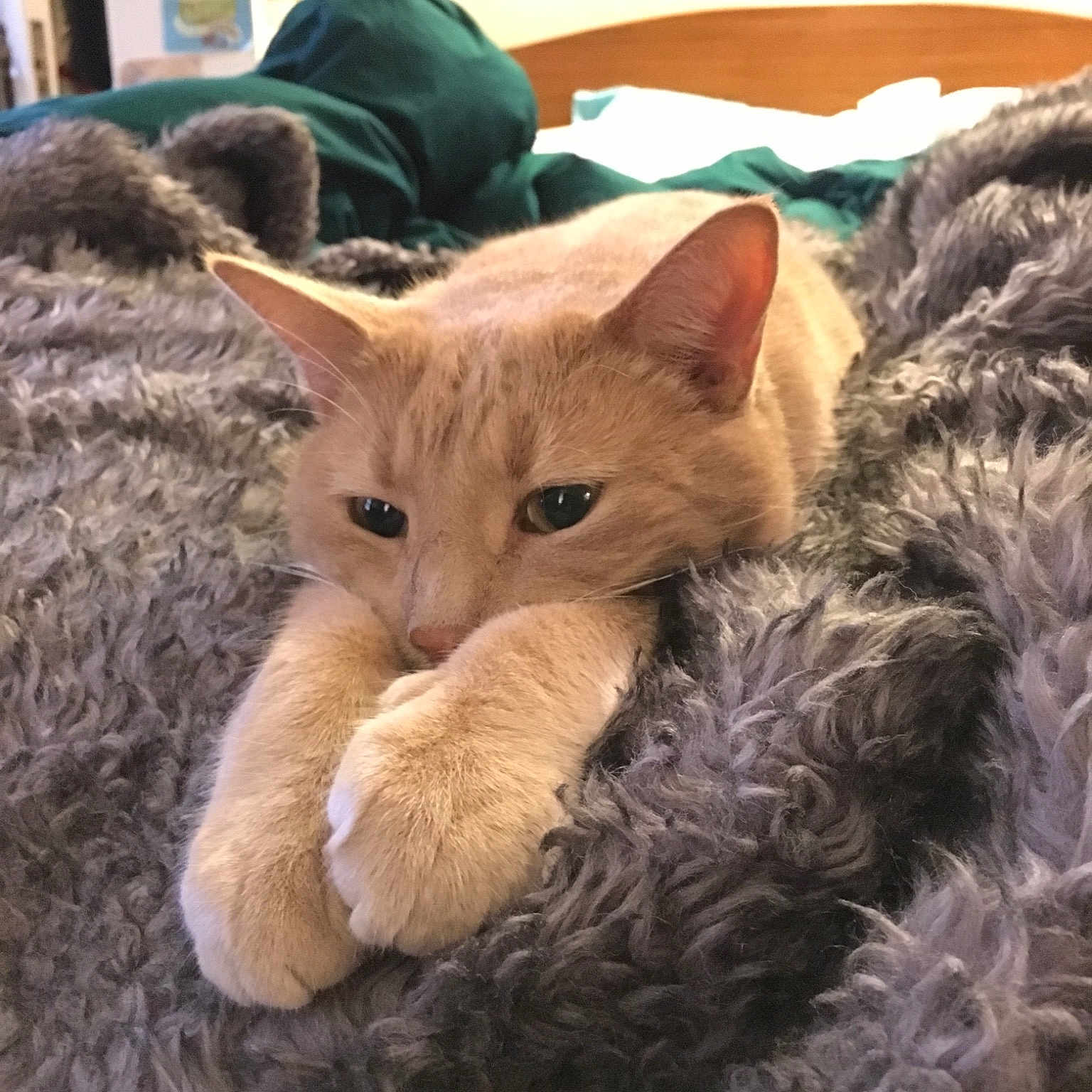 Bobby joined the competition — help win amazing prizes! cat, cat_like_mammal, domestic_short_haired_cat, european_shorthair, fur, kitten, small_to_medium_sized_cats, whiskers