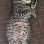 Toby joined the competition — help win amazing prizes! adorable, animal, cat, couch, cozy, cute, feline, fur, indoor, kitten, paw, pet, relaxed, resting, sleeping, small, soft, striped, tabby, whiskers