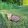 Toby is registered to the contest to win money with this photo: animal, cat, curious, daylight, feline, field, grass, greenery, leaf, mammal, nature, outdoor, pet, relaxed, resting, summer, sunlight, tabby_cat, tree, wildlife