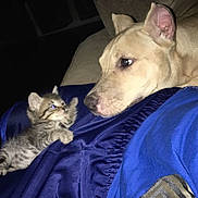 Toby is registered to the contest to win money with this photo: animal, blanket, blue_clothing, closeup, couch, curious, dog, domestic, ears, face, friendship, fur, indoor, interaction, kitten, light, paw, pet, resting, small