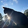 animal, backlight, blue_sky, cat, clouds, daylight, feline, lens_flare, nature, outdoor, peaceful, pet, profile, quiet, silhouette, sky, sun, sunlight, trees, wood