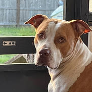 Henry joined the competition — help win amazing prizes! dog, pet, brown, white, indoor, portrait, canine, ears, face, fur, looking, window, screen, door, backyard, grass, expression, animal, mammal, companion